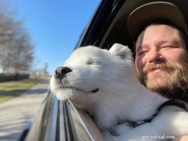 18 Irresistible Pet Photos That Reveal Why They’re the Best Companions
