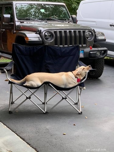18 Irresistible Pet Photos That Reveal Why They’re the Best Companions
