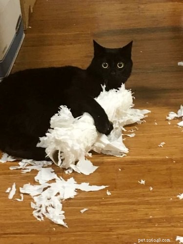 18 Irresistible Pet Photos That Reveal Why They’re the Best Companions
