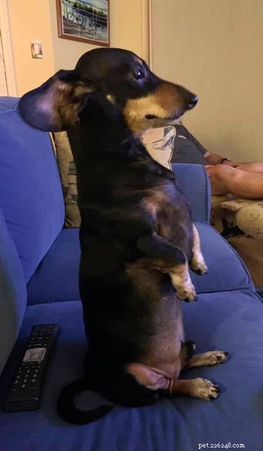 18 Irresistible Pet Photos That Reveal Why They’re the Best Companions