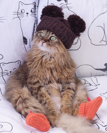 18 Irresistible Pet Photos That Reveal Why They’re the Best Companions