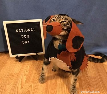 18 Irresistible Pet Photos That Reveal Why They’re the Best Companions