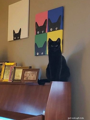 18 Irresistible Pet Photos That Reveal Why They’re the Best Companions