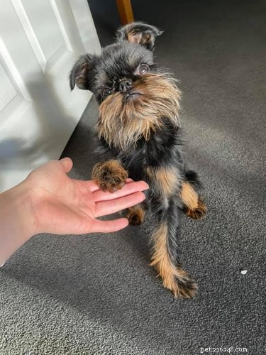 18 Irresistible Pet Photos That Reveal Why They’re the Best Companions