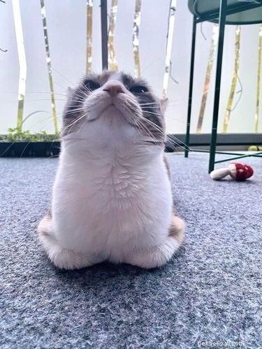18 Irresistible Pet Photos That Reveal Why They’re the Best Companions
