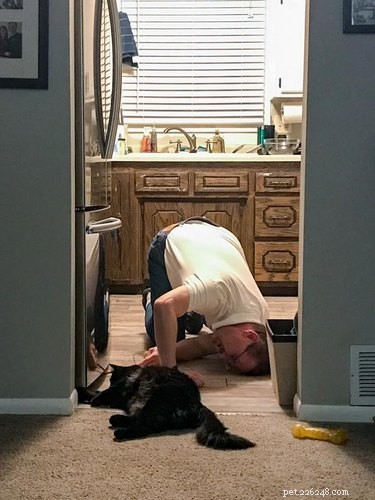 18 Irresistible Pet Photos That Reveal Why They’re the Best Companions