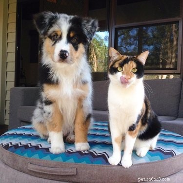 18 Irresistible Pet Photos That Reveal Why They’re the Best Companions
