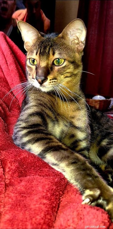 18 Irresistible Pet Photos That Reveal Why They’re the Best Companions