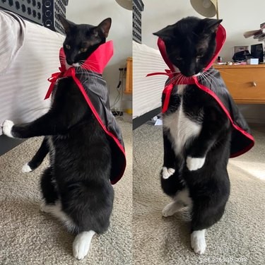 18 Irresistible Pet Photos That Reveal Why They’re the Best Companions