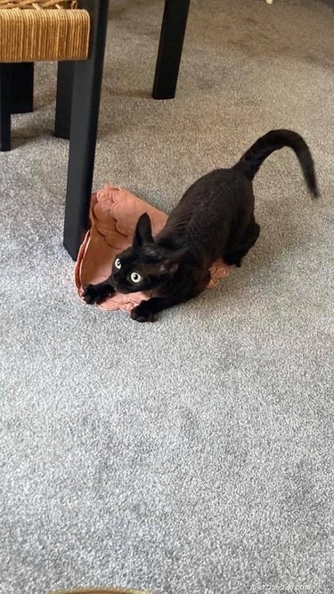 18 Irresistible Pet Photos That Reveal Why They’re the Best Companions