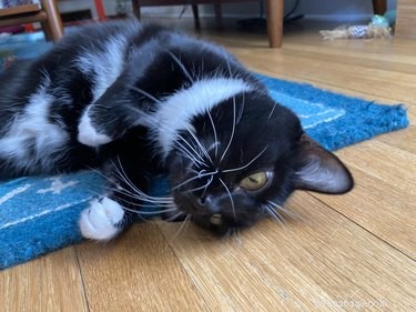 18 Irresistible Pet Photos That Reveal Why They’re the Best Companions
