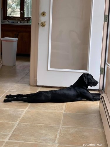 18 Irresistible Pet Photos That Reveal Why They’re the Best Companions