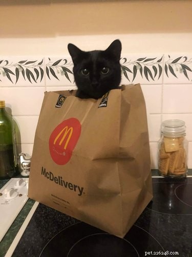 18 Irresistible Pet Photos That Reveal Why They’re the Best Companions