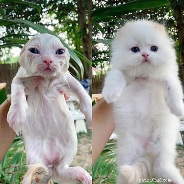 19 Cats That Might Be Aliens in Disguise