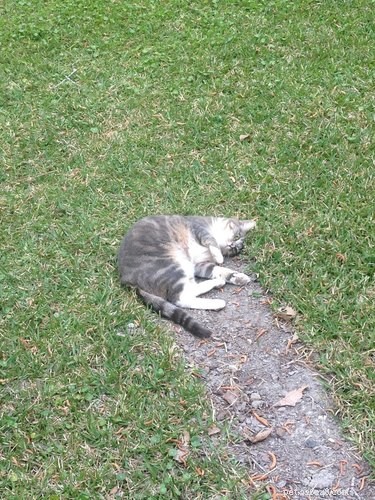19 Cats That Might Be Aliens in Disguise