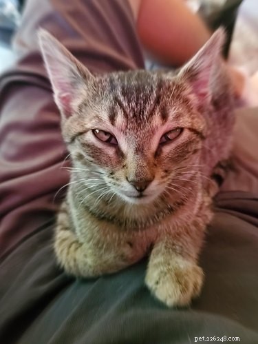 19 Cats That Might Be Aliens in Disguise
