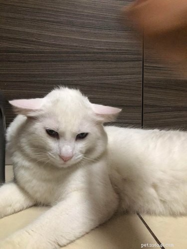 19 Cats That Might Be Aliens in Disguise