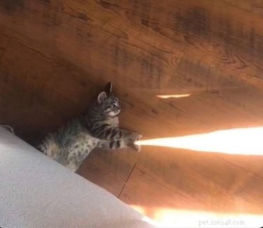 19 Cats That Might Be Aliens in Disguise