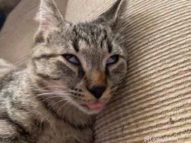 19 Cats That Might Be Aliens in Disguise