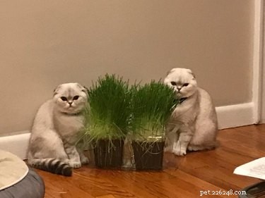 19 Cats That Might Be Aliens in Disguise