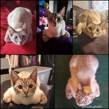 19 Cats That Might Be Aliens in Disguise