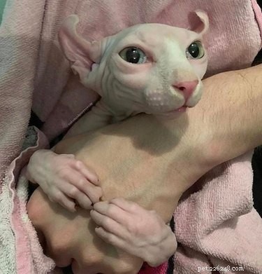 19 Cats That Might Be Aliens in Disguise
