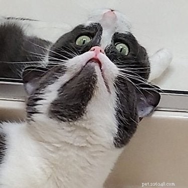 19 Cats That Might Be Aliens in Disguise