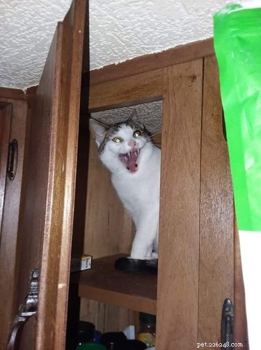 19 Cats That Might Be Aliens in Disguise