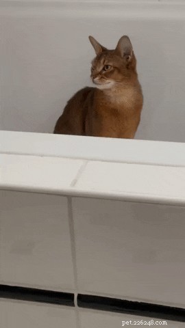 19 Cats That Might Be Aliens in Disguise