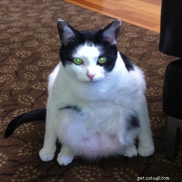 19 Cats That Might Be Aliens in Disguise