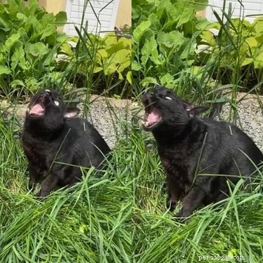 19 Cats That Might Be Aliens in Disguise