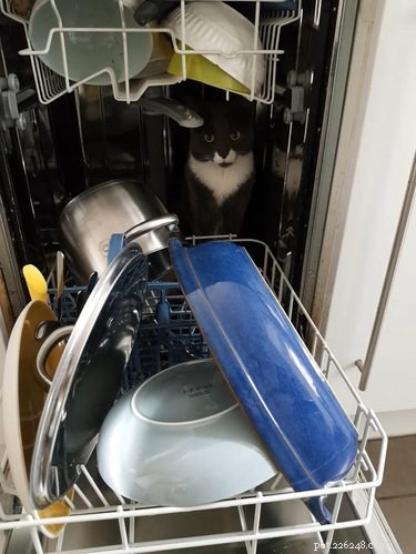 19 Cats That Might Be Aliens in Disguise