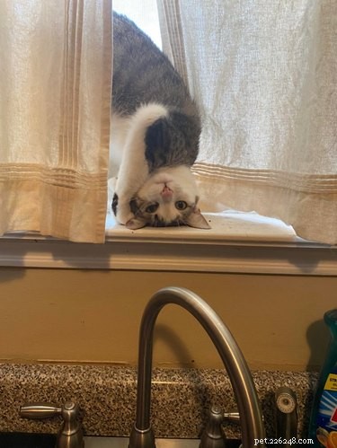 19 Cats That Might Be Aliens in Disguise