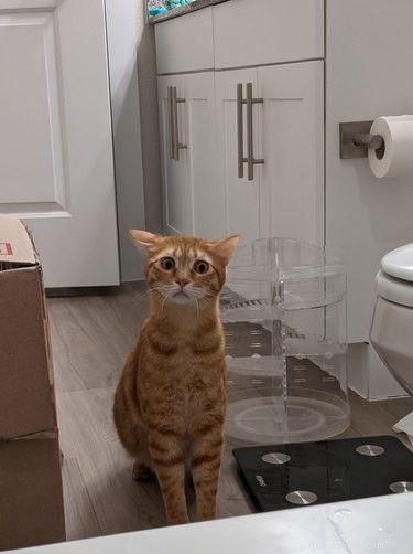 18 Adorable Pet Photos That Will Melt Your Heart