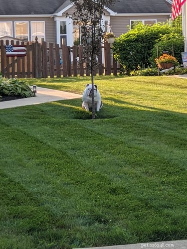 18 Adorable Pet Photos That Will Melt Your Heart
