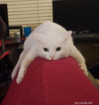 18 Adorable Pet Photos That Will Melt Your Heart