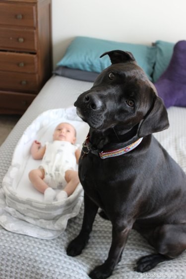 18 Adorable Pet Photos That Will Melt Your Heart
