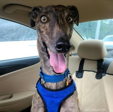 18 Adorable Pet Photos That Will Melt Your Heart