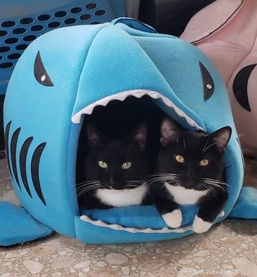 18 Adorable Pet Photos That Will Melt Your Heart