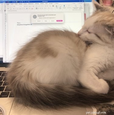 18 Adorable Pet Photos That Will Melt Your Heart