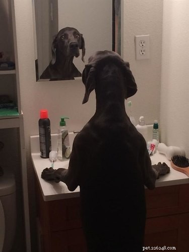 18 Adorable Pet Photos That Will Melt Your Heart