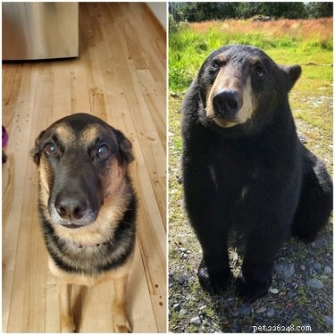 18 Adorable Pet Photos That Will Melt Your Heart
