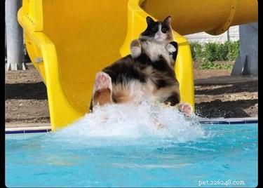 18 Adorable Pet Photos That Will Melt Your Heart