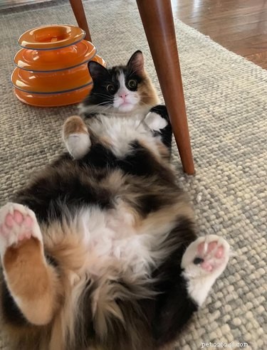 18 Adorable Pet Photos That Will Melt Your Heart