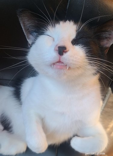 20 Adorable Cats Flaunting Their Tiny Teeth