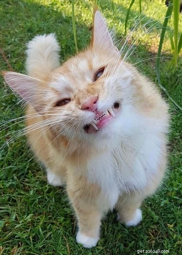 20 Adorable Cats Flaunting Their Tiny Teeth