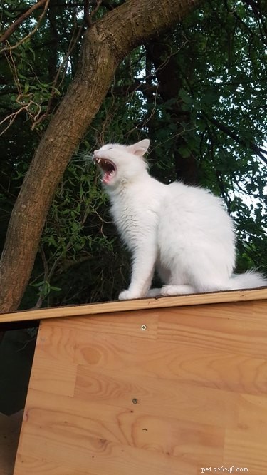 20 Adorable Cats Flaunting Their Tiny Teeth