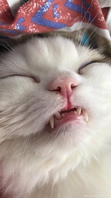 20 Adorable Cats Flaunting Their Tiny Teeth