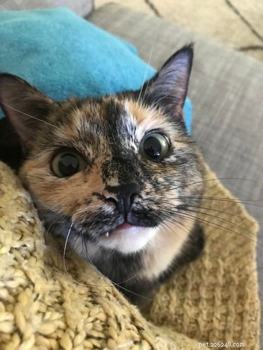 20 Adorable Cats Flaunting Their Tiny Teeth