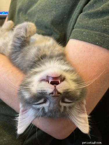 20 Adorable Cats Flaunting Their Tiny Teeth